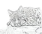 Bobcat coloring page