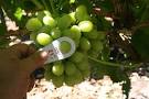 Growing seedless grapes - Growing Grapes Tips &amp; Help To Grow Your ...