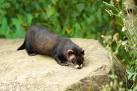 A member of the weasel family - via Daymix