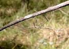 Stick and Leaf Insects - Order Phasmatodea