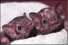 All Things Halloween - BATS