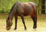 Danish Warmblood Horse