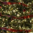 christmas trees pictures