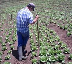 España es el país de la región que pierde más terreno para la explotación agrícola