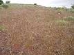 Bromus tectorum - Wikipedia, the free encyclopedia