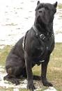 Guard Dogs | breeds of dogs
