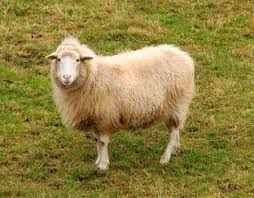 images?q=tbn:ANd9GcTkX6umFbW_PFHWtSC-ni_wSl8Z-UZ3x8DNZ29LQagktKm8eziRKQ