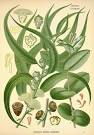 Eucalyptus