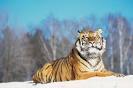 Siberian tiger   Britannica Online Encyclopedia