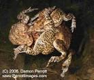 Anuran Breeding Systems
