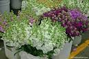 Nowruz 1389: It's a Green Green world | Michele Roohani