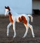 Gypsy Horses