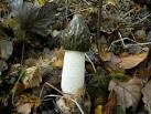 Stinkhorn (Phallus impudicus). Found in Wharncliffe Woods - via Daymix