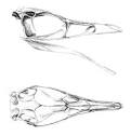 Palaeos Vertebrates Aves: Metornithes: Mononykinae