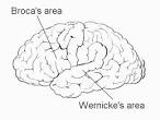 <b>Broca's</b> and Wernicke's Areas