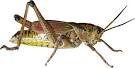 Grasshoppers that Look Like Aliens | I'd Rather Be Writing