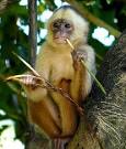 Amazon Rainforest Monkeys