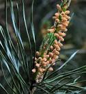 Immature cones growing on, what I think is a Scots pine in Crawfordsburn - via Daymix