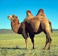 NOMADIC