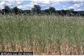 Photo of <b>Secale cereale</b> L.