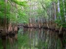 Congaree National Park - National Geographic