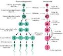entre <b>espermatogénesis</b> y