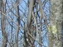 Digital Zoom