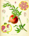 (<b>Punicaceae</b>) Granatapfel