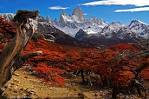 Patagonias Lush Diversity