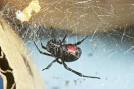 Black Widow Spiders and Black Widow Spider Pictures