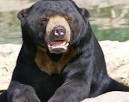 Sun Bear (Helarctos malayanus) - Animals - A-Z Animals - Animal.