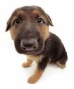 My dog I called Stop… | Share on Facebook