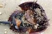 Chelicerata - Wikipedia, the free encyclopedia