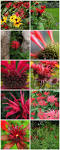 native plant <b>monarda</b> didyma