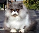 Persian Cats Picture Gallery - Featuring T.C.