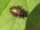 This insect belongs to the - via Daymix