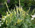 Verbascum bombyciferum 'Arctic Summer' - Buy Online at Annie's ...