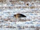 Curlew foraging in snowy stubble. One of a group of about 20. - via Daymix