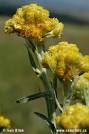 <b>Helichrysum</b> arenarium