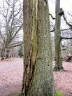 the electric current found - via Daymix