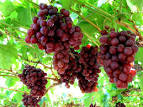 My South Central Texas Grapevines: This year I am going to try my ...