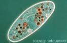 LM of the ciliate protozoan Paramecium sp.