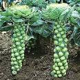 Growing Brussels Sprouts Tutorial