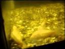 Egg Biology Fish Eggs