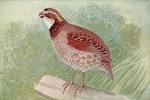 File:Quail.jpg - Wikimedia Commons