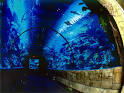 Shark Reef: Mandalay Bay Hotel: Las Vegas Attractions