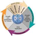 February 19-22: Cell Cycle & Cancer - Dykstra Science