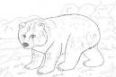 Bear coloring page