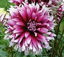 Dahlia - White Flower Farm