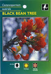 Black Bean Tree - Castanospermum Australe